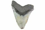 Bargain, Fossil Megalodon Tooth - North Carolina #153104-1